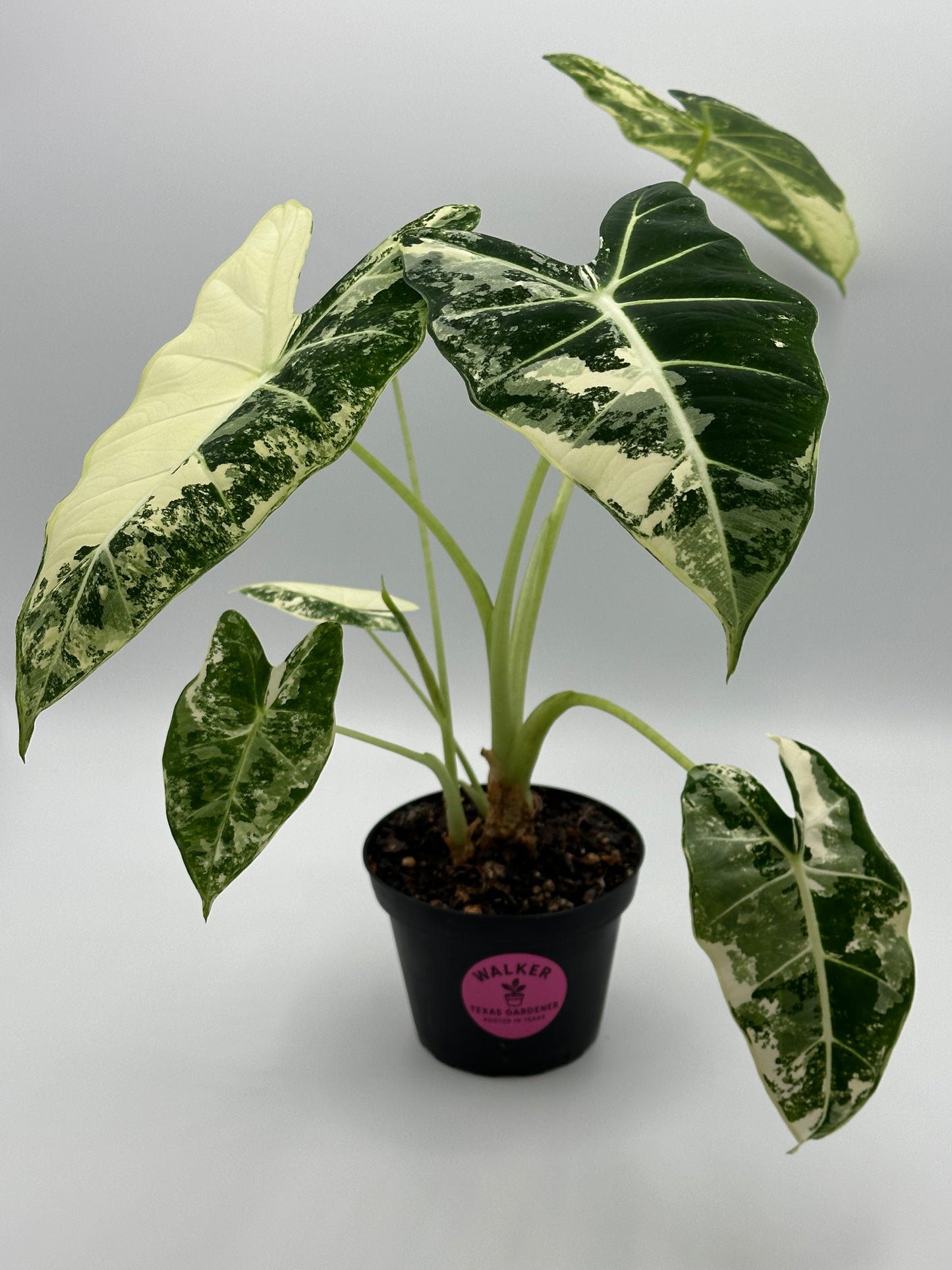 Variegated Alocasia 'frydek' - 4" pot