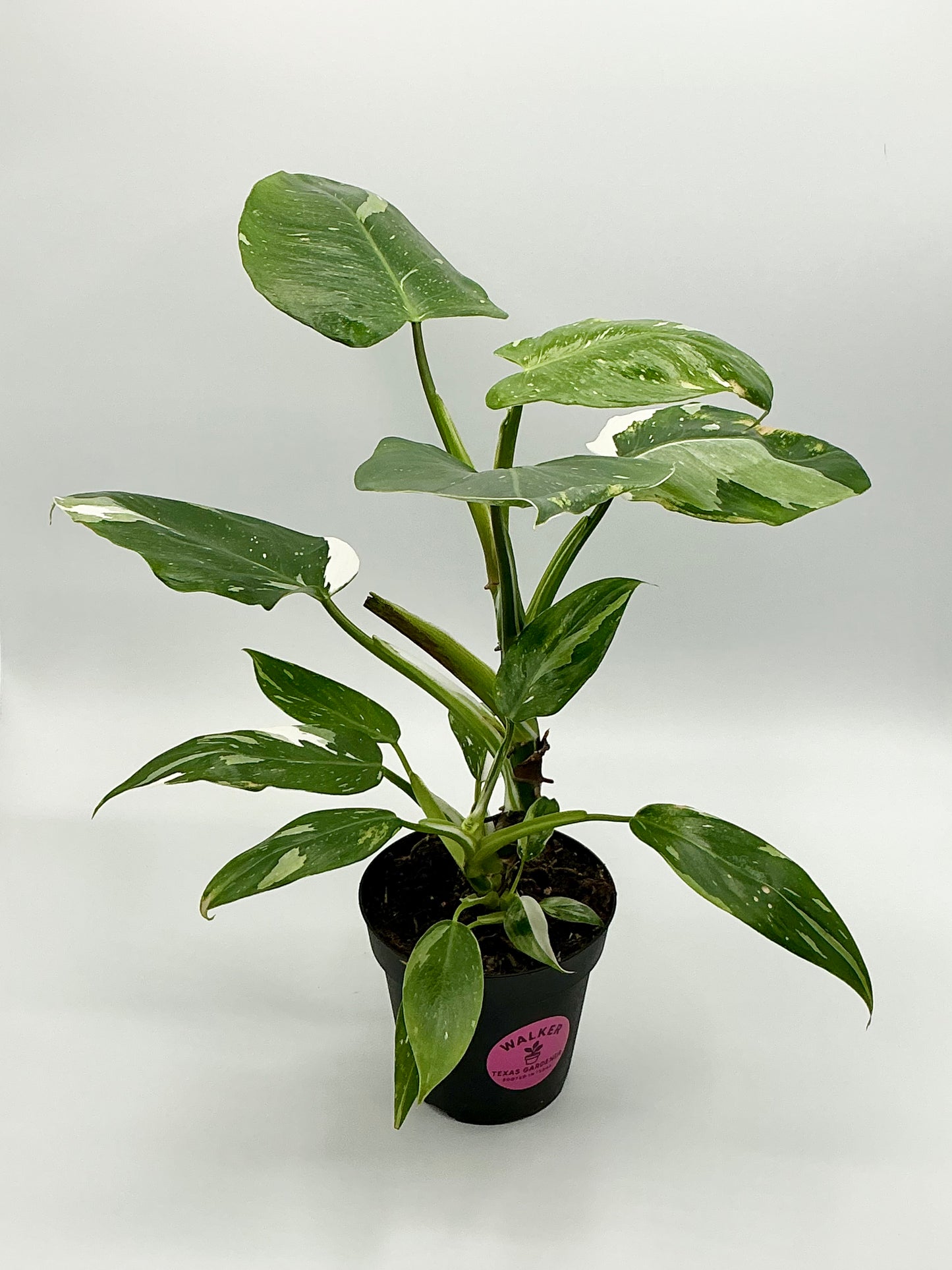 Philodendron 'white princess" - 4" Pot