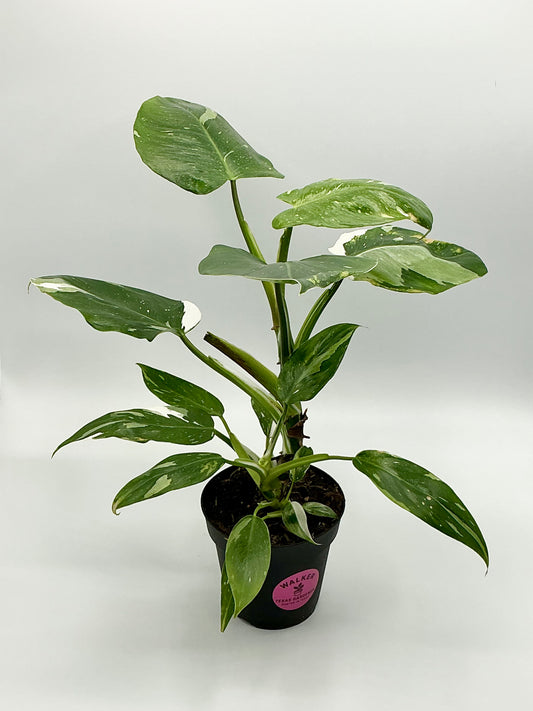 Philodendron 'white princess" - 4" Pot