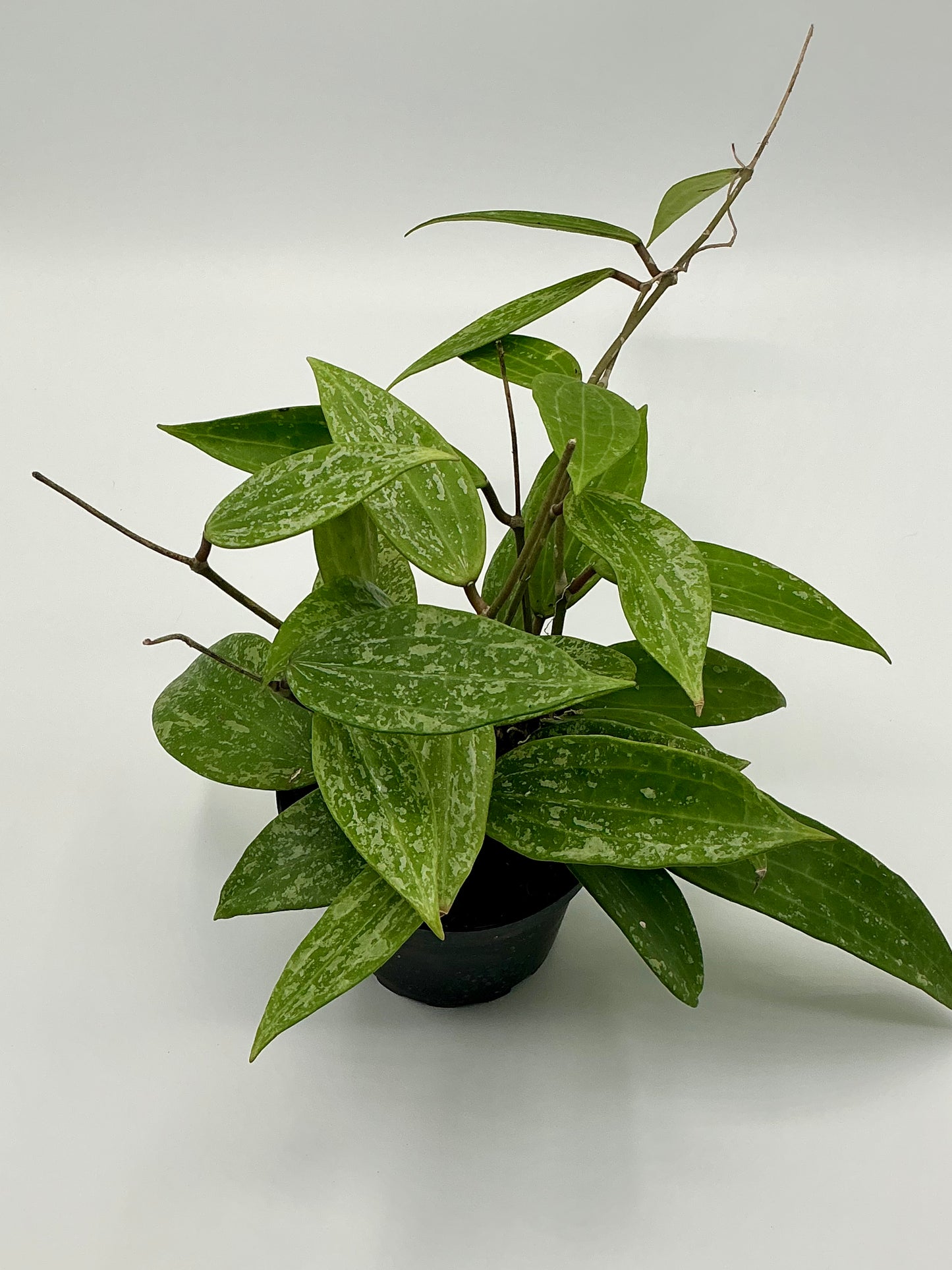 Hoya Rangsan Splash - 4" pot