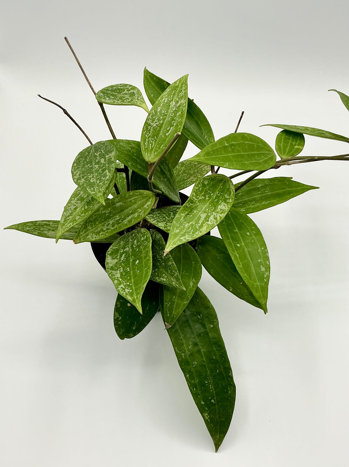 Hoya Rangsan Splash - 4" pot