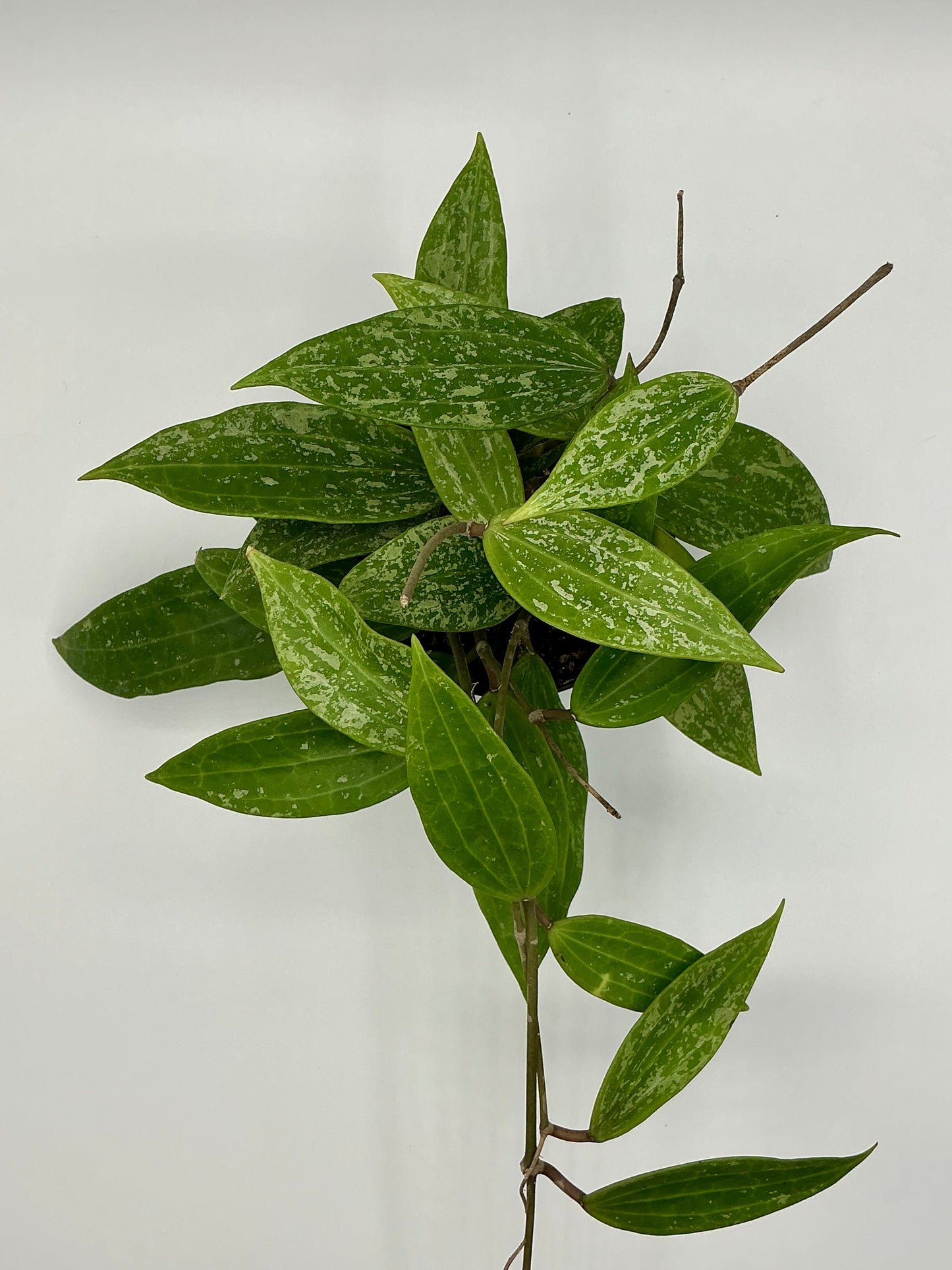 Hoya Rangsan Splash - 4" pot