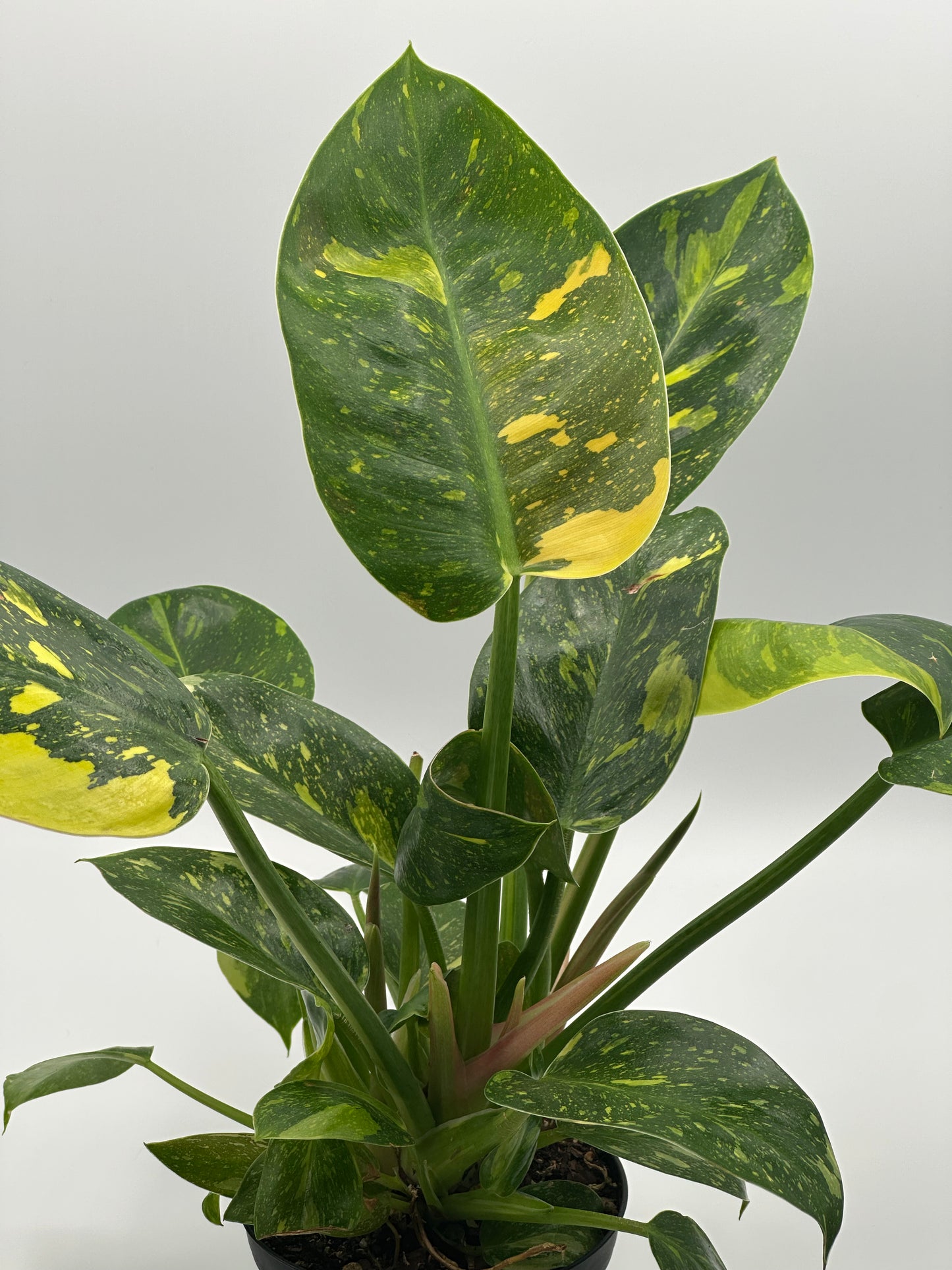 Variegated Philodendron Green Congo 'copper Flame' - 4" pot