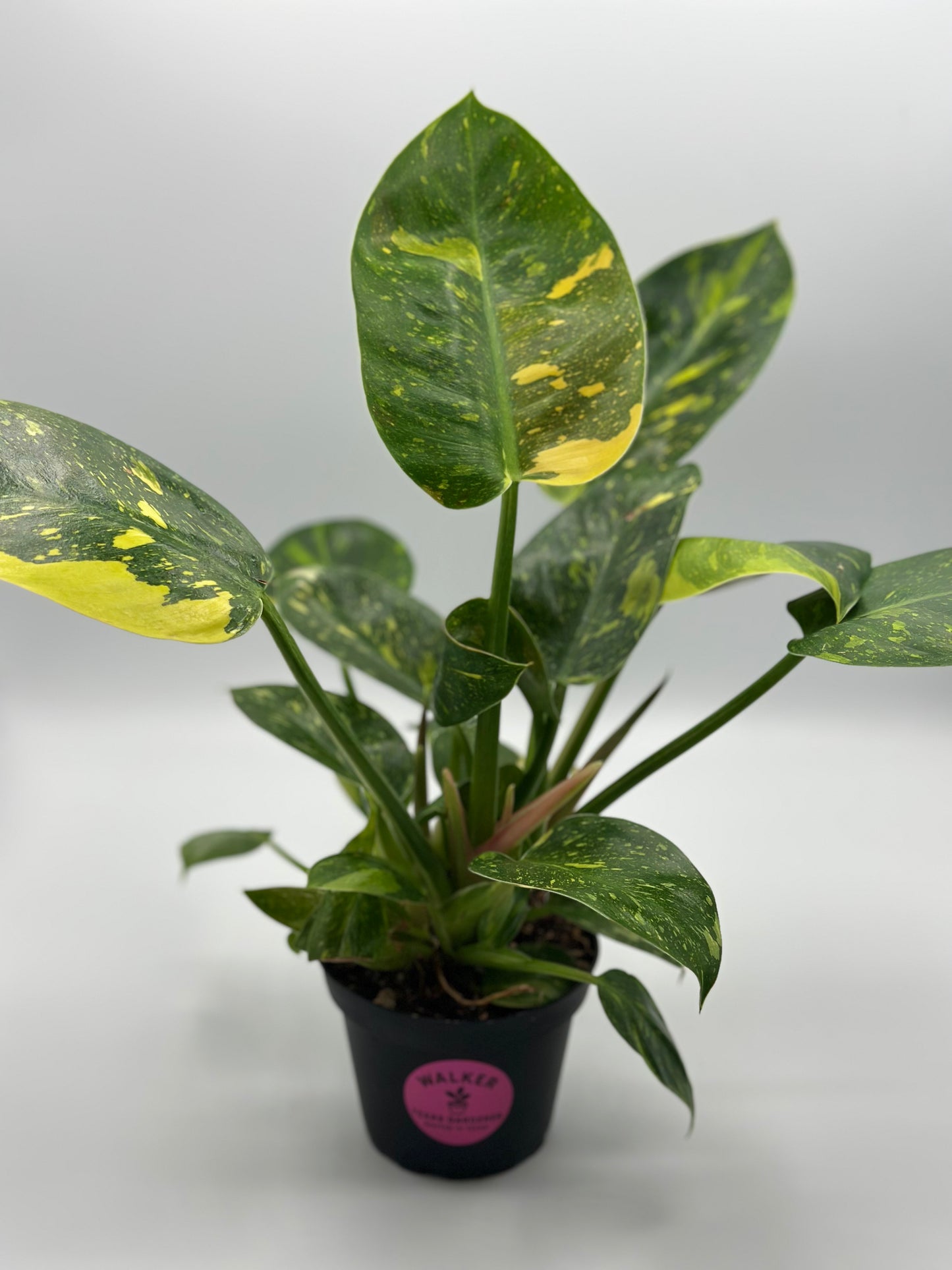 Variegated Philodendron Green Congo 'copper Flame' - 4" pot