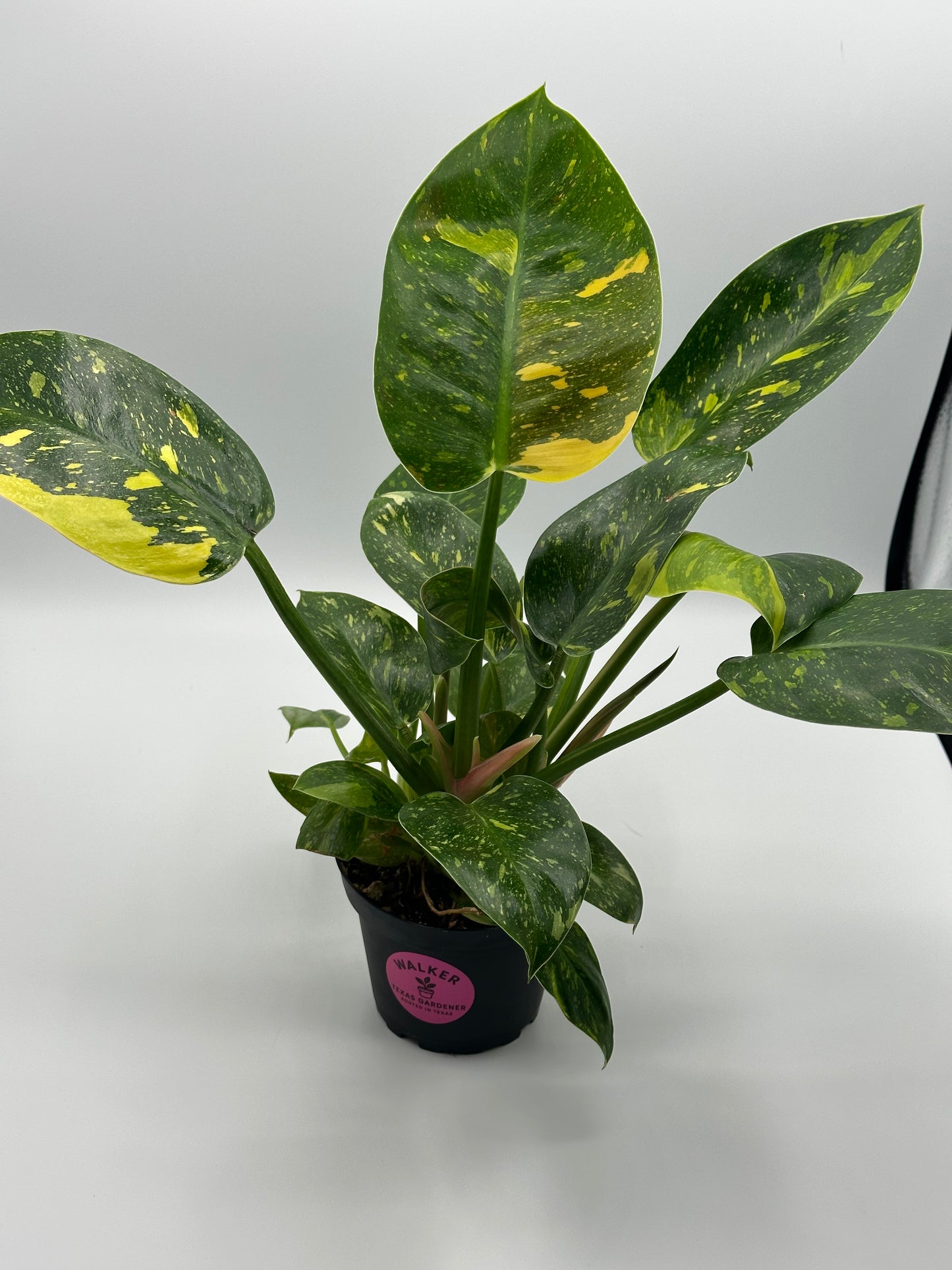 Variegated Philodendron Green Congo 'copper Flame' - 4" pot