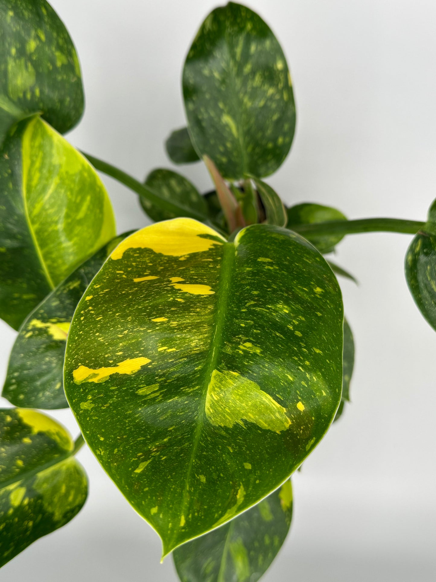 Variegated Philodendron Green Congo 'copper Flame' - 4" pot
