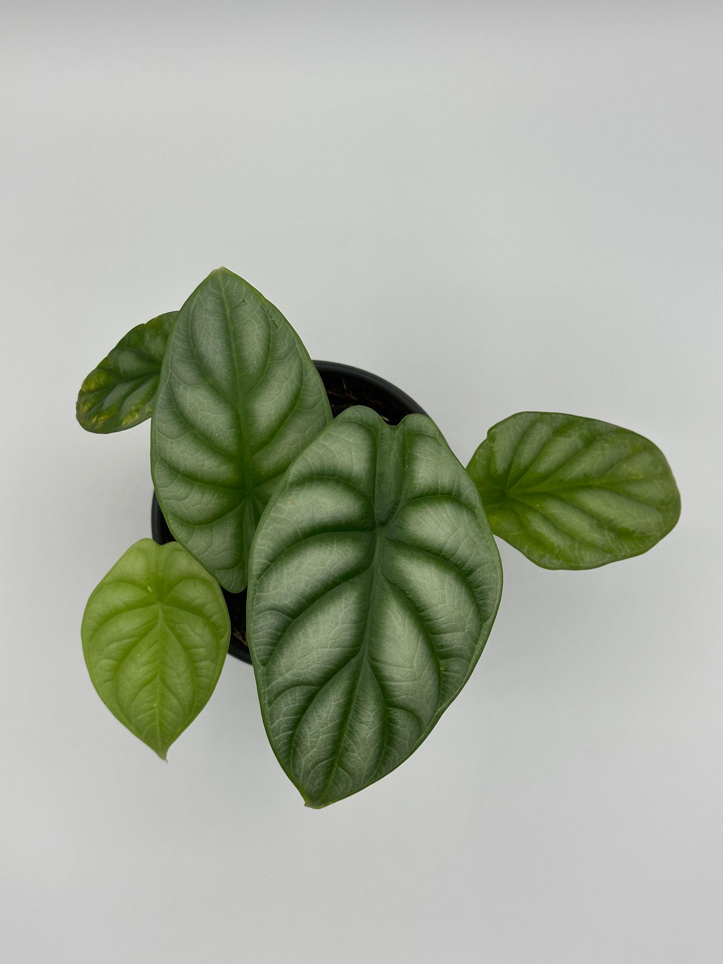 Alocasia 'Silver Dragon' - 4" Pot