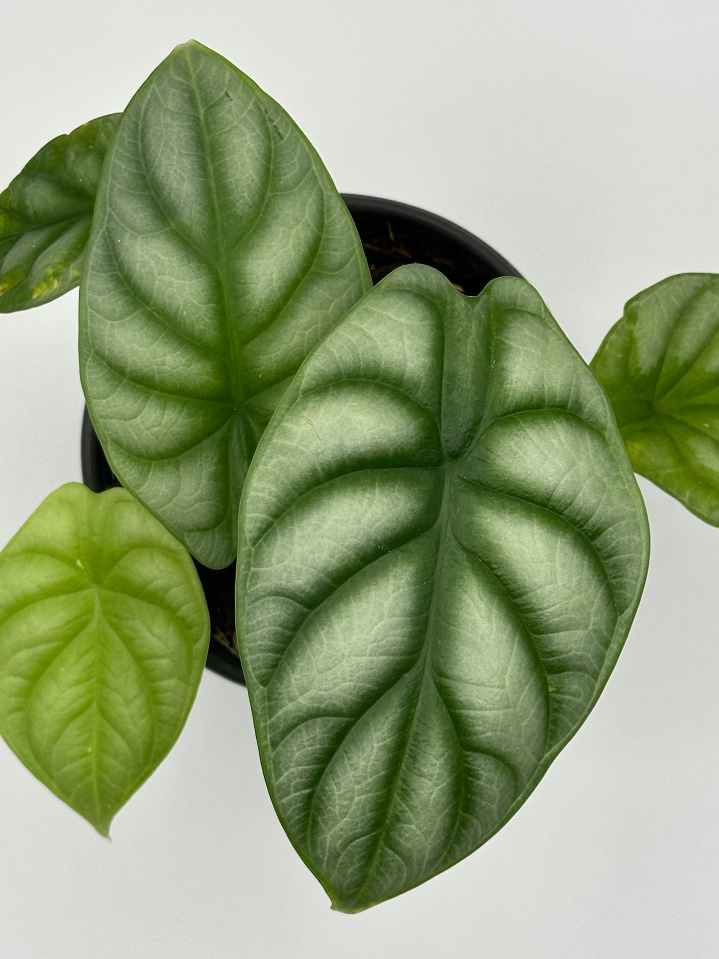 Alocasia 'Silver Dragon' - 4" Pot