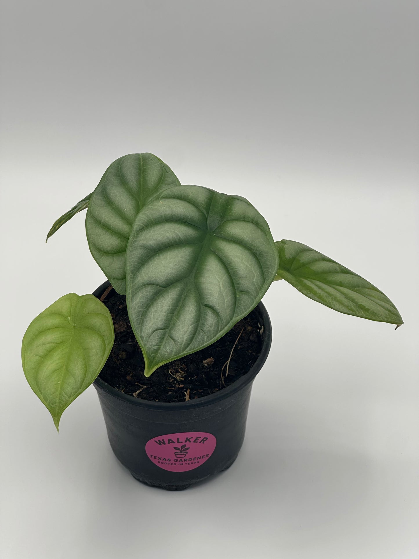 Alocasia 'Silver Dragon' - 4" Pot