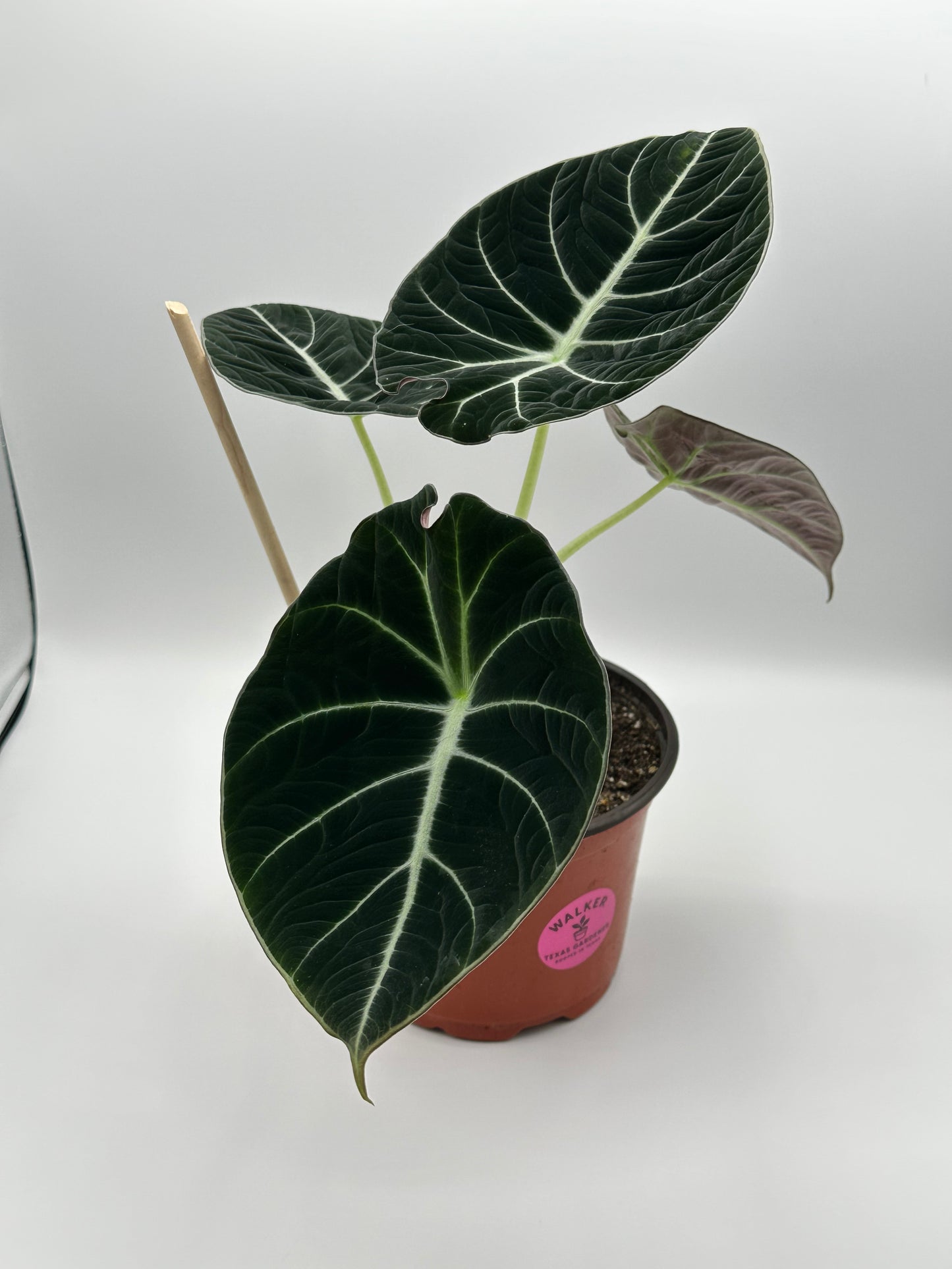 Alocasia Black Velvet - 6" Pot