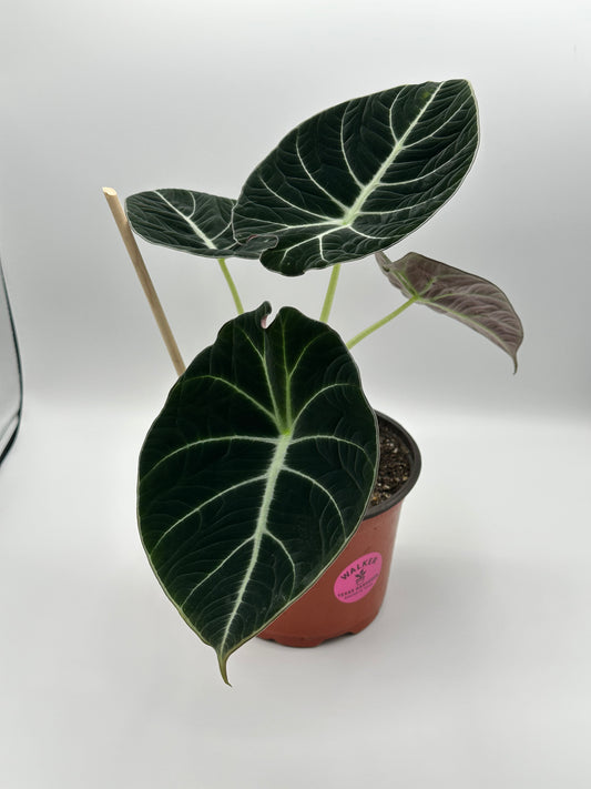 Alocasia Black Velvet - 6" Pot