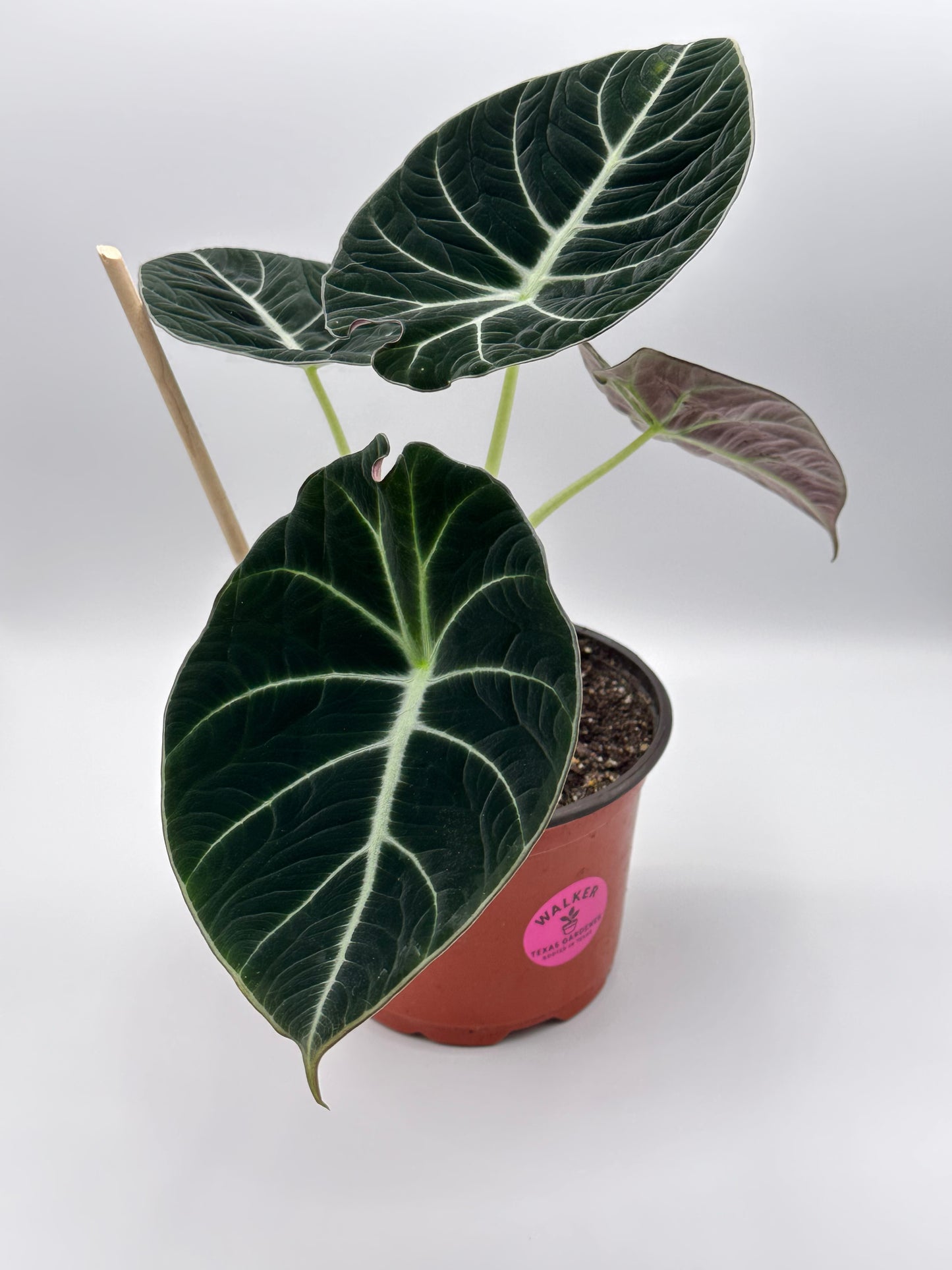 Alocasia Black Velvet - 6" Pot