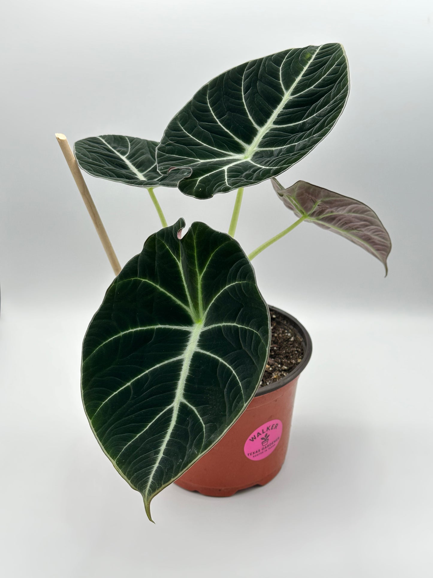 Alocasia Black Velvet - 6" Pot