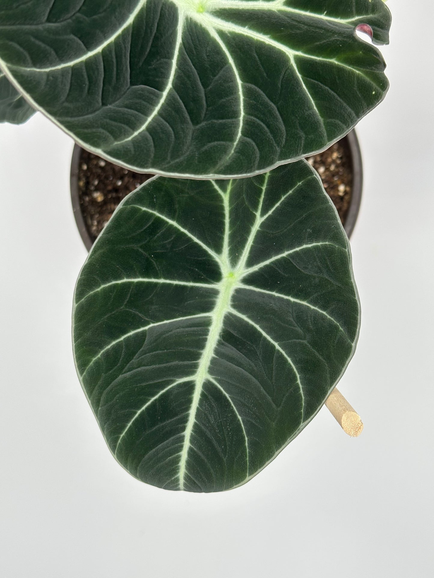 Alocasia Black Velvet - 6" Pot